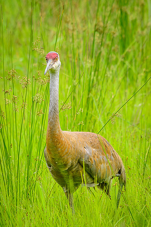 Male Sandhill Crane