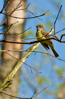 Great Creasted Flycatcher