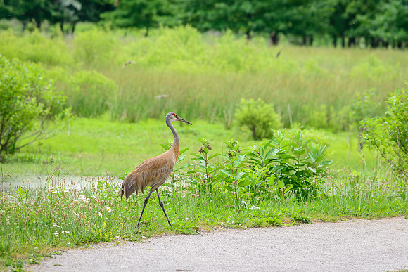 Male Sandhill Crane