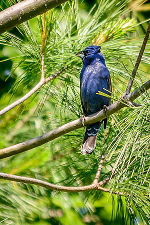 Blue Grosbeak; Batelle Darby Metro Park, Columbus Ohio