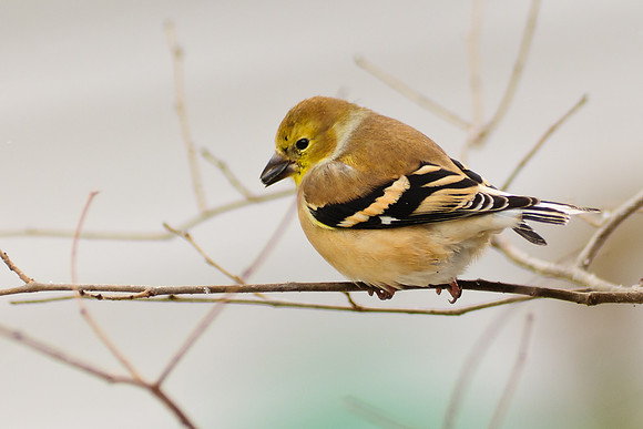 Goldfinch