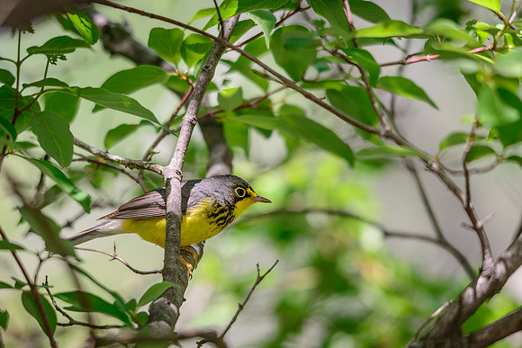 Canada Warbler; Magee Marsh, Lake Erie Ohio
