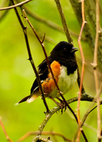 Eastern Towhee