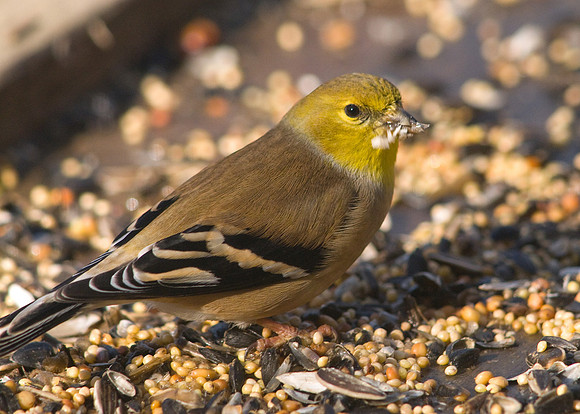 Goldfinch