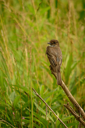 Eastern Pheobe
