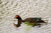Muscovy Duck