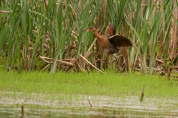 King Rail