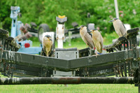 Black-crowned Night Heron