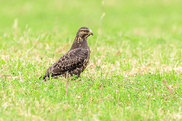 Swainson's Hawk