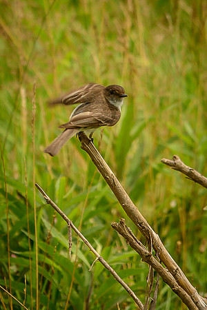 Eastern Pheobe