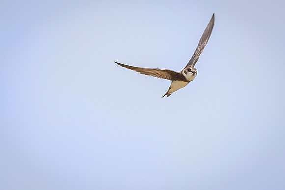 Bank Swallow