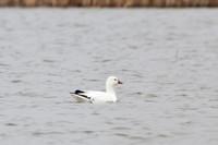 Ross's Goose