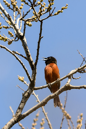 Orchard Oriole