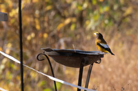 Evening Grosbeak