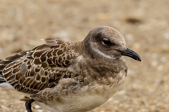 Laughing Gull