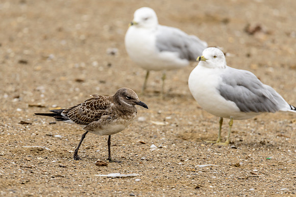 Laughing Gull