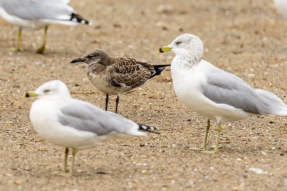 Laughing Gull