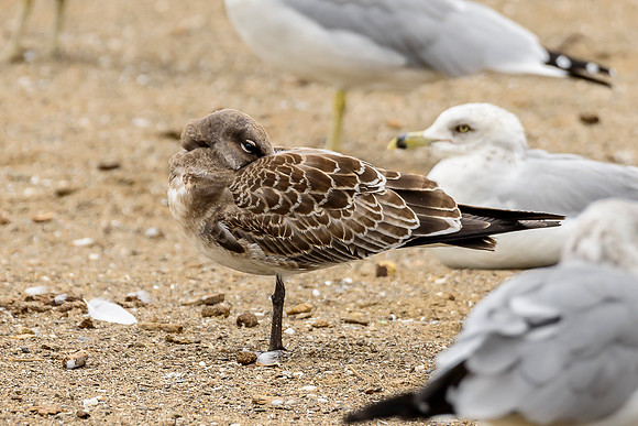Laughing Gull