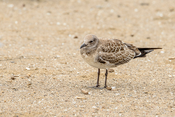 Laughing Gull