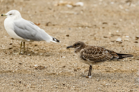 Laughing Gull