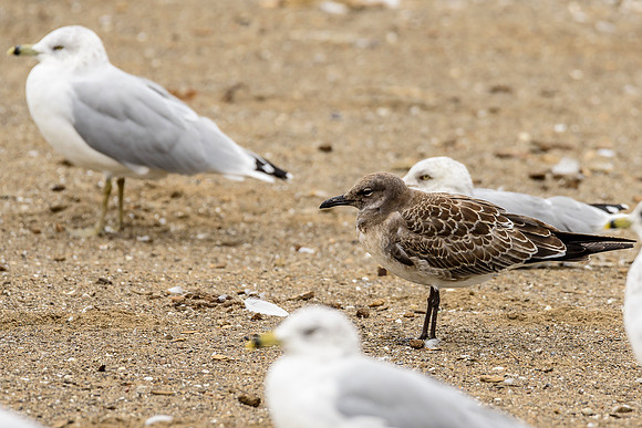 Laughing Gull
