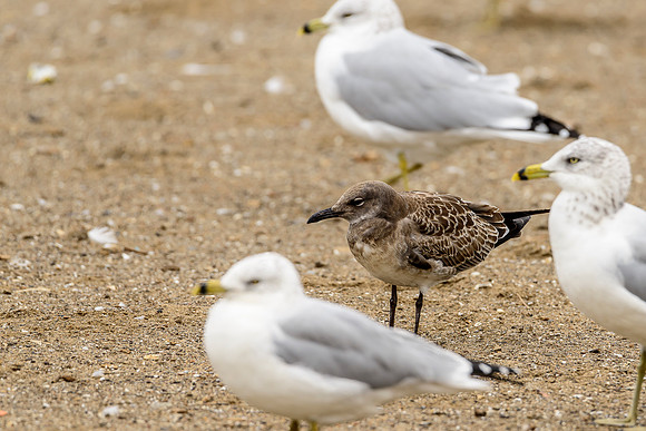Laughing Gull