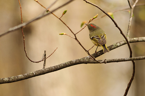 Ruby Crowned Kinglet; Lawrence Woods, Kenton OH