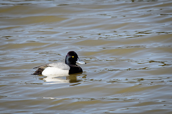 Lesser Scaup