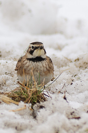 Horned Lark