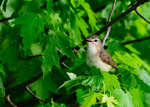 Warbling Vireo; Killdeer Plains WA, Harpster OH