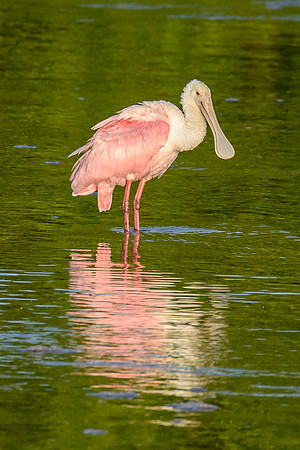 Roseate Spoonbill