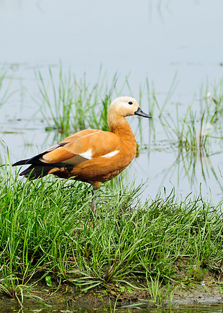 Ruddy Shelduck Big Island Wildlife Area, Marion, Ohio