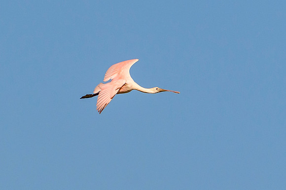 Roseate Spoonbill