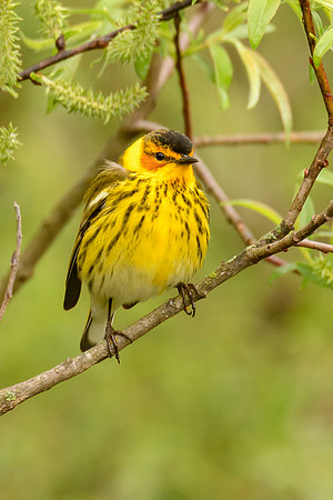 Cape May Warbler