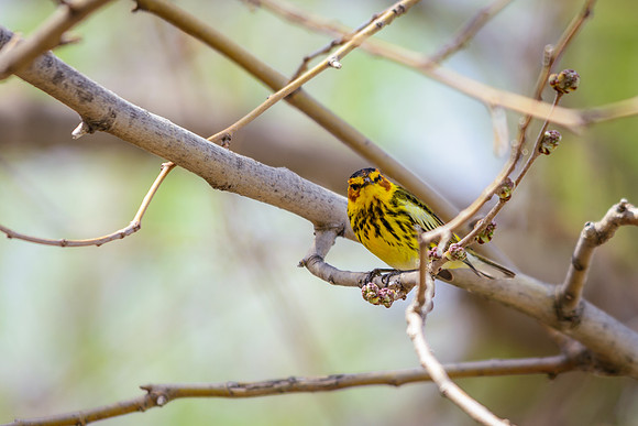 Cape May Warbler
