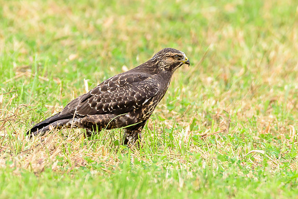 Swainson's Hawk