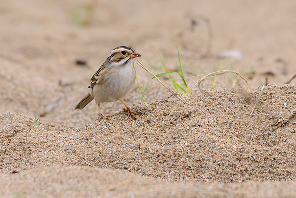 Clay-Colored Sparrow