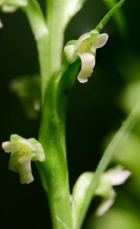 Northern Tubercled Orchid
