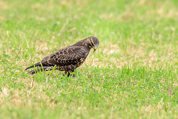 Swainson's Hawk
