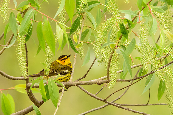 Cape May Warbler