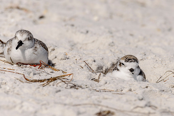 Snowy Plover