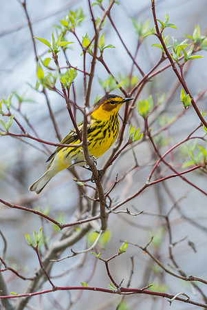 Cape May Warbler