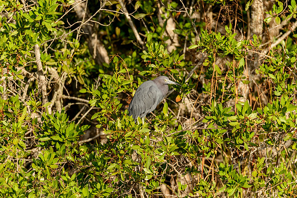 Little Blue Heron
