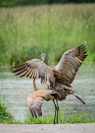 Sandhill Crane Pair