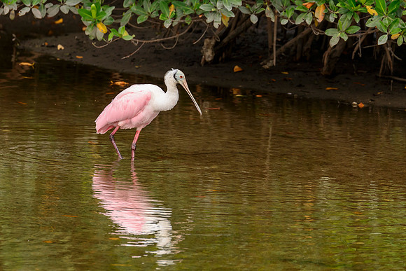 Roseate Spoonbill