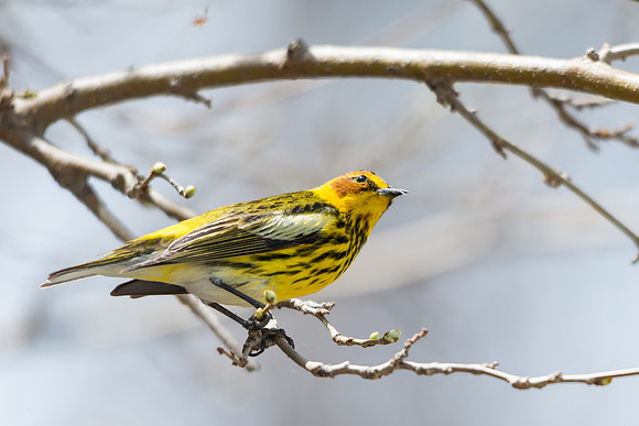 Cape May Warbler