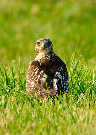 Red-tailed Hawk