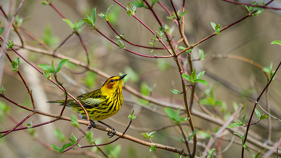 Cape May Warbler