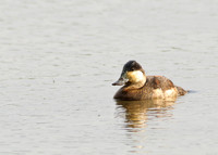 Ruddy Duck
