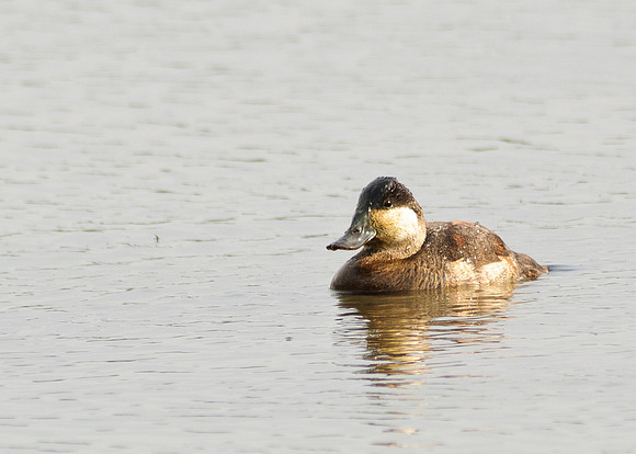 Ruddy Duck